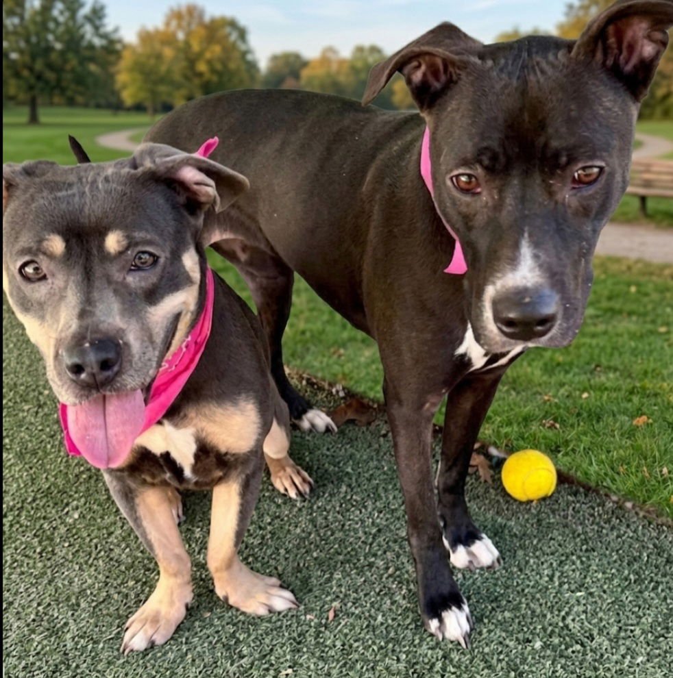 ALTHEA - Labrador Retriever available for adoption