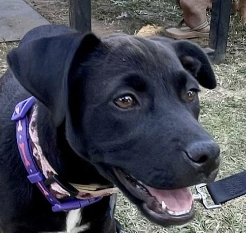 LYLA ROME - Black Labrador Retriever available for adoption