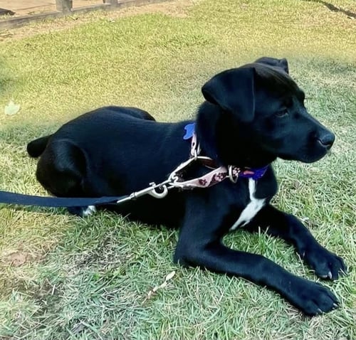 LYLA ROME - Black Labrador Retriever available for adoption