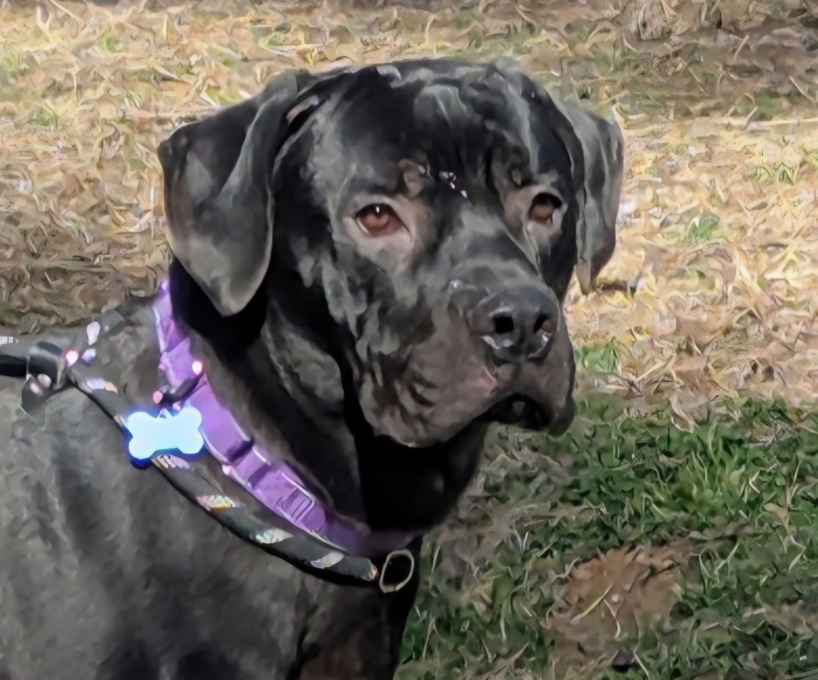 BALOO - Mastiff available for adoption