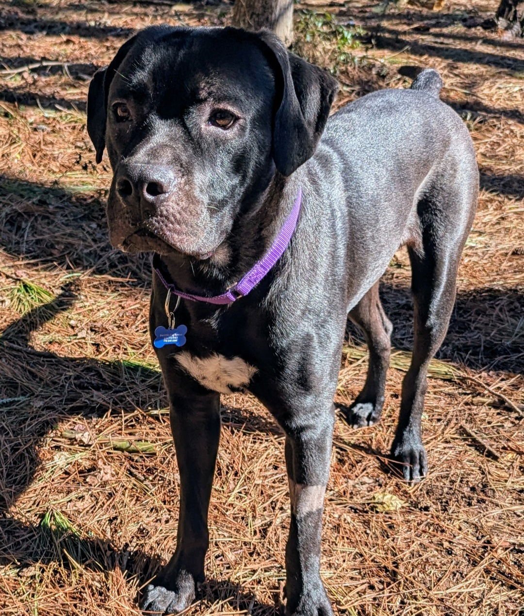 BALOO - Mastiff available for adoption