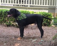 Baloo - Photo 3
