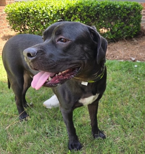 BALOO - Mastiff available for adoption