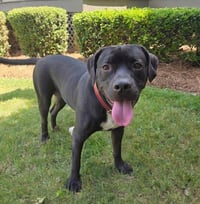 Baloo - Photo 2