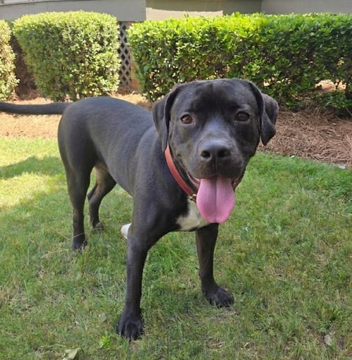 BALOO - Mastiff available for adoption