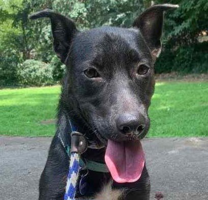 TIMBER WALTON - Shepherd / Labrador Retriever available for adoption