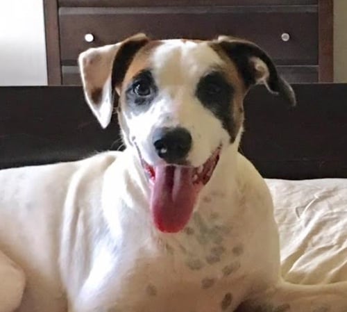 TATE - Boxer / Border Collie available for adoption