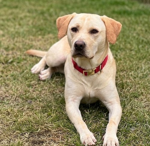 CHELSEA - Labrador Retriever / Pit Bull Terrier for adoption in Roswell