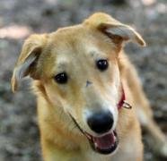 BUD - Collie available for adoption