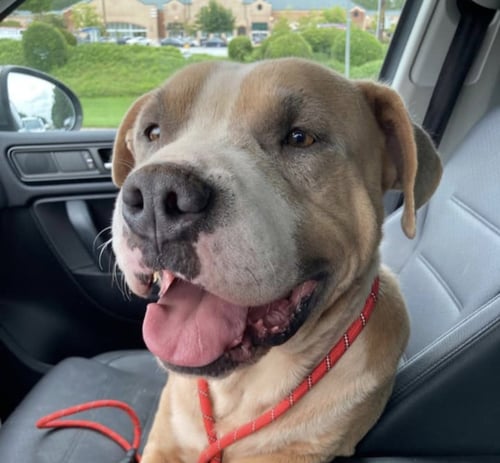 MIKEY MIKO - Boxer / Pit Bull Terrier available for adoption