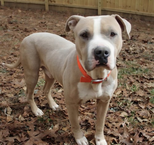 MIKEY MIKO - Boxer / Pit Bull Terrier available for adoption