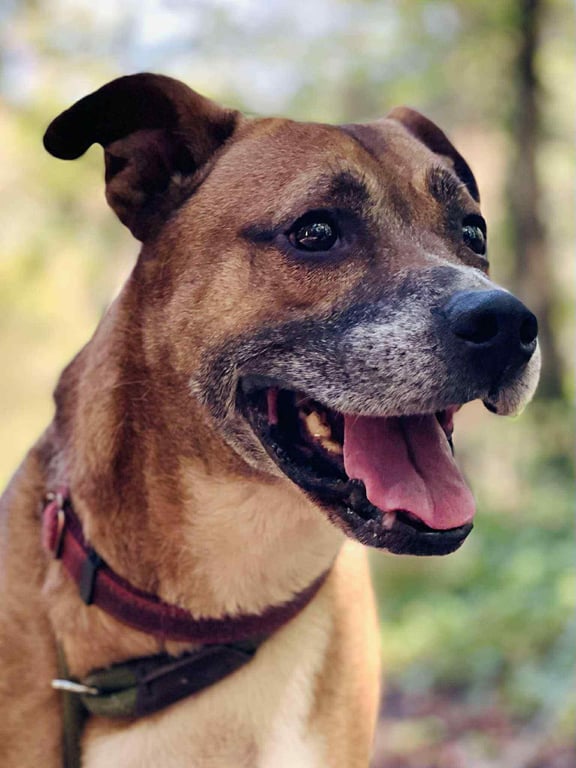 Roscoe Image