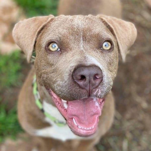 JUBILEE - American Bulldog for adoption in Roswell