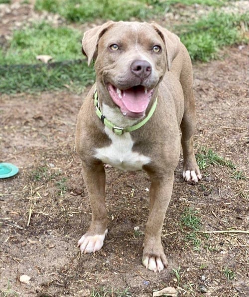 JUBILEE - American Bulldog available for adoption