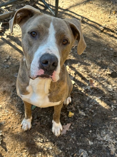 ICE - Pit Bull Terrier available for adoption