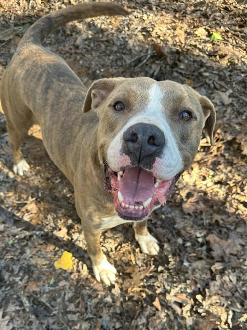 ICE - Pit Bull Terrier available for adoption