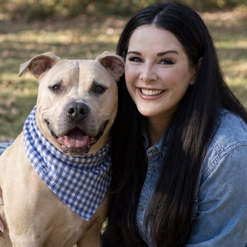 HARLOW COBB - Pit Bull Terrier available for adoption