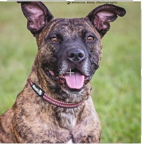 REBA - American Staffordshire Terrier available for adoption