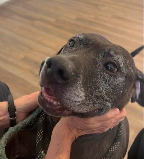 DRAKO - Boxer available for adoption