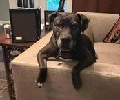 DRAKO - Boxer available for adoption