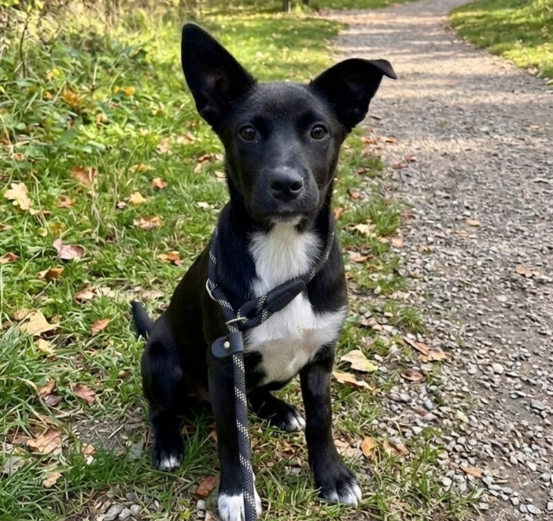 DIOR - Labrador Retriever available for adoption