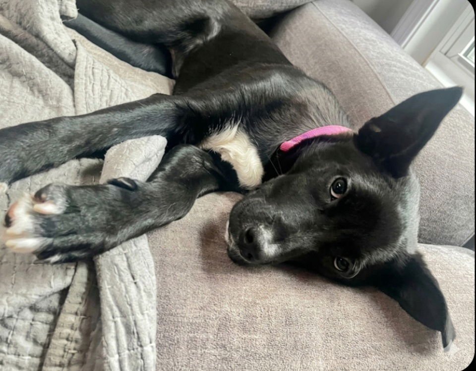 DIOR - Labrador Retriever available for adoption