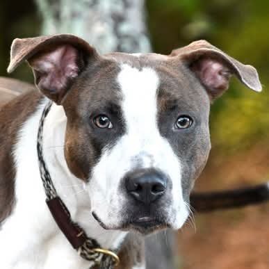TIGER WALTON - American Bulldog available for adoption