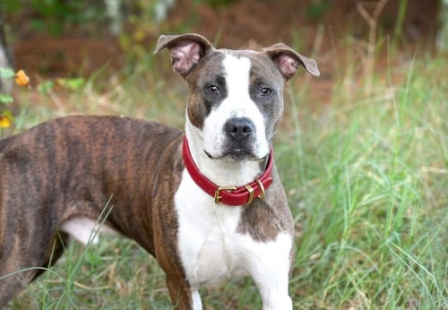 TIGER WALTON - American Bulldog available for adoption