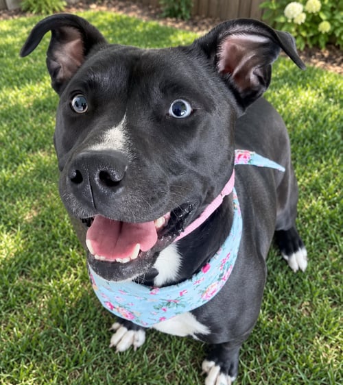 KEIRA MONROE - Pit Bull Terrier available for adoption