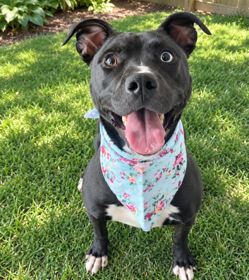 KEIRA MONROE - Pit Bull Terrier available for adoption