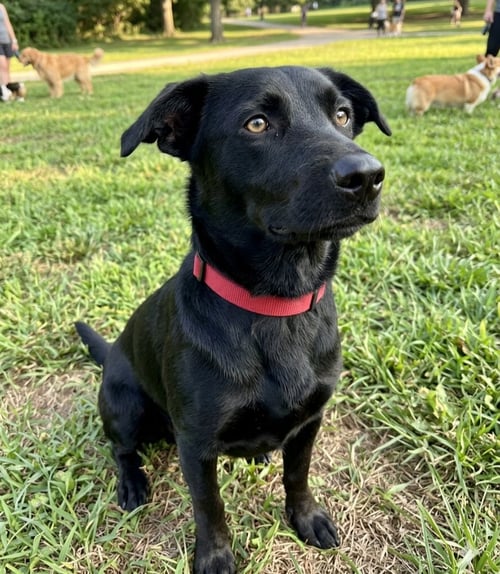 SAMMIE DULUTH - Labrador Retriever for adoption in Roswell