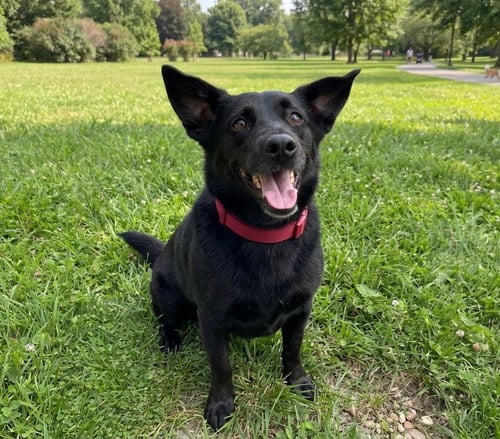 SAMMIE DULUTH - Labrador Retriever available for adoption