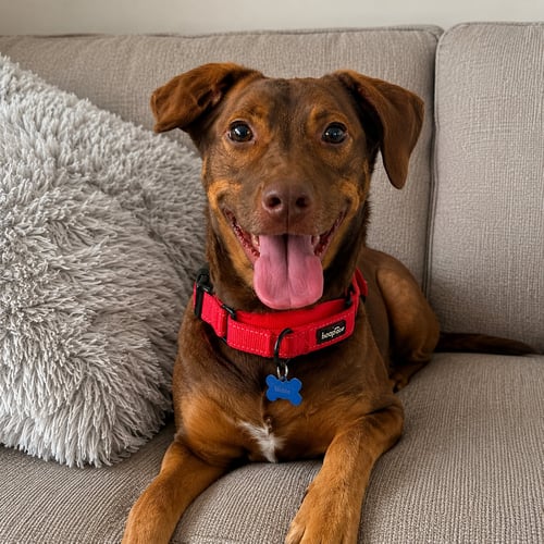 MARDI - Hound / Shepherd available for adoption