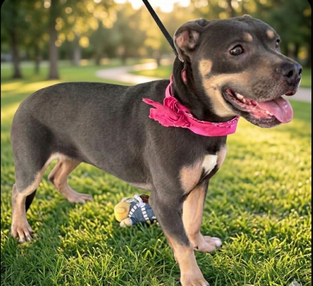 MULAN - Pit Bull Terrier available for adoption