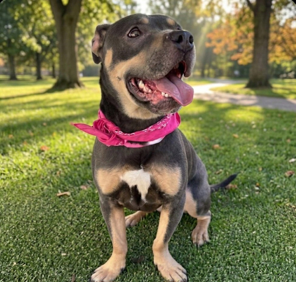 MULAN - Pit Bull Terrier available for adoption