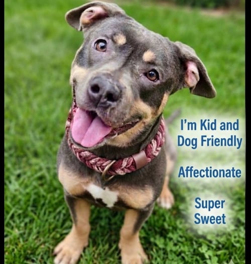 MULAN - Pit Bull Terrier for adoption in Roswell