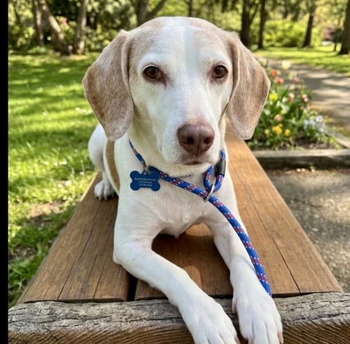 COPPER BROWN - Beagle available for adoption