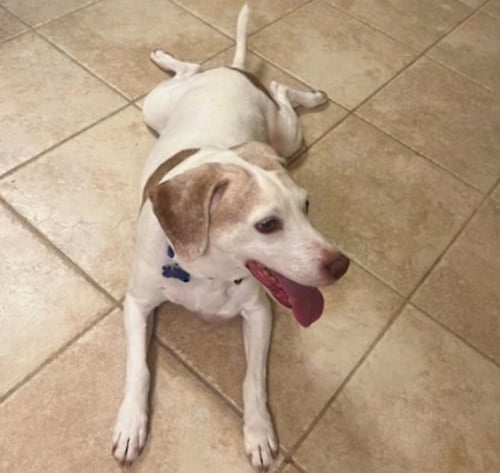 COPPER BROWN - Beagle available for adoption