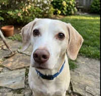 Copper Brown - Photo 3