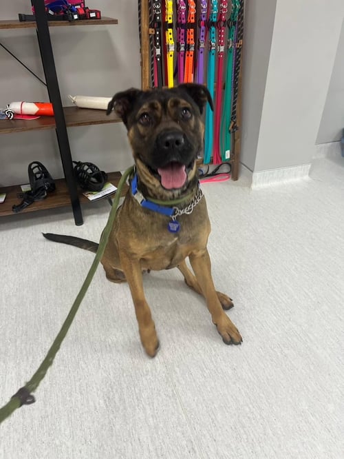 MADALYN - Shepherd / Boxer available for adoption