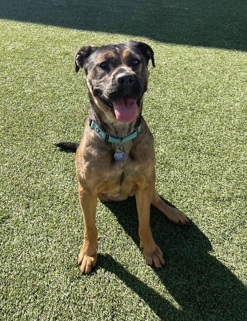 MADALYN - Shepherd / Boxer available for adoption