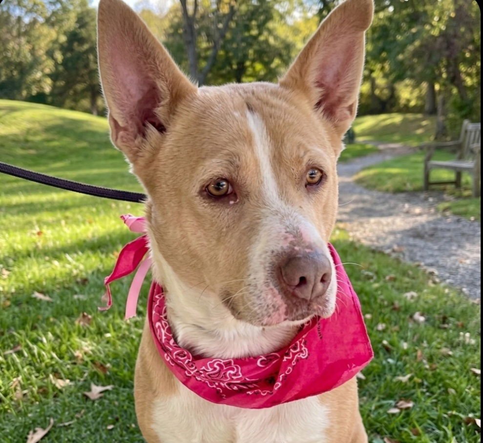 UMI - Carolina Dog available for adoption