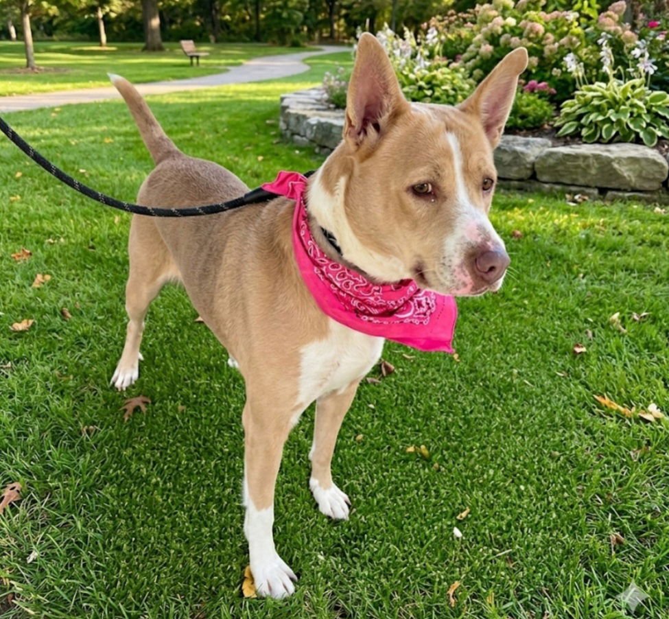 UMI - Carolina Dog available for adoption