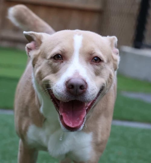 UMI - Carolina Dog for adoption in Roswell