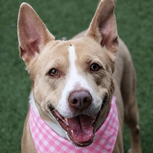 UMI - Carolina Dog available for adoption