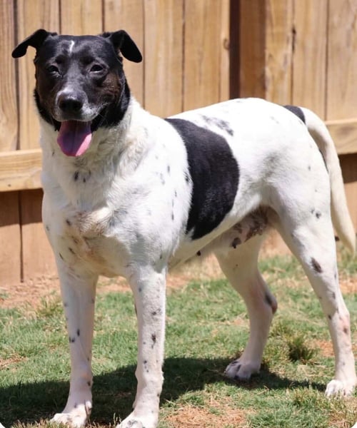 ALLEGRA - Pointer / Dalmatian available for adoption