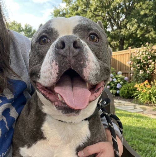 BIG BOY - Pit Bull Terrier / American Bulldog available for adoption
