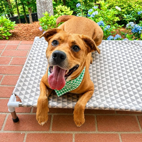RUSSELL - Labrador Retriever for adoption in Roswell