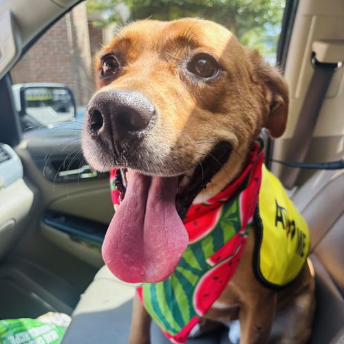 RUSSELL - Labrador Retriever available for adoption