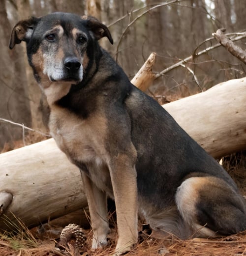 SABAN SR - Shepherd available for adoption